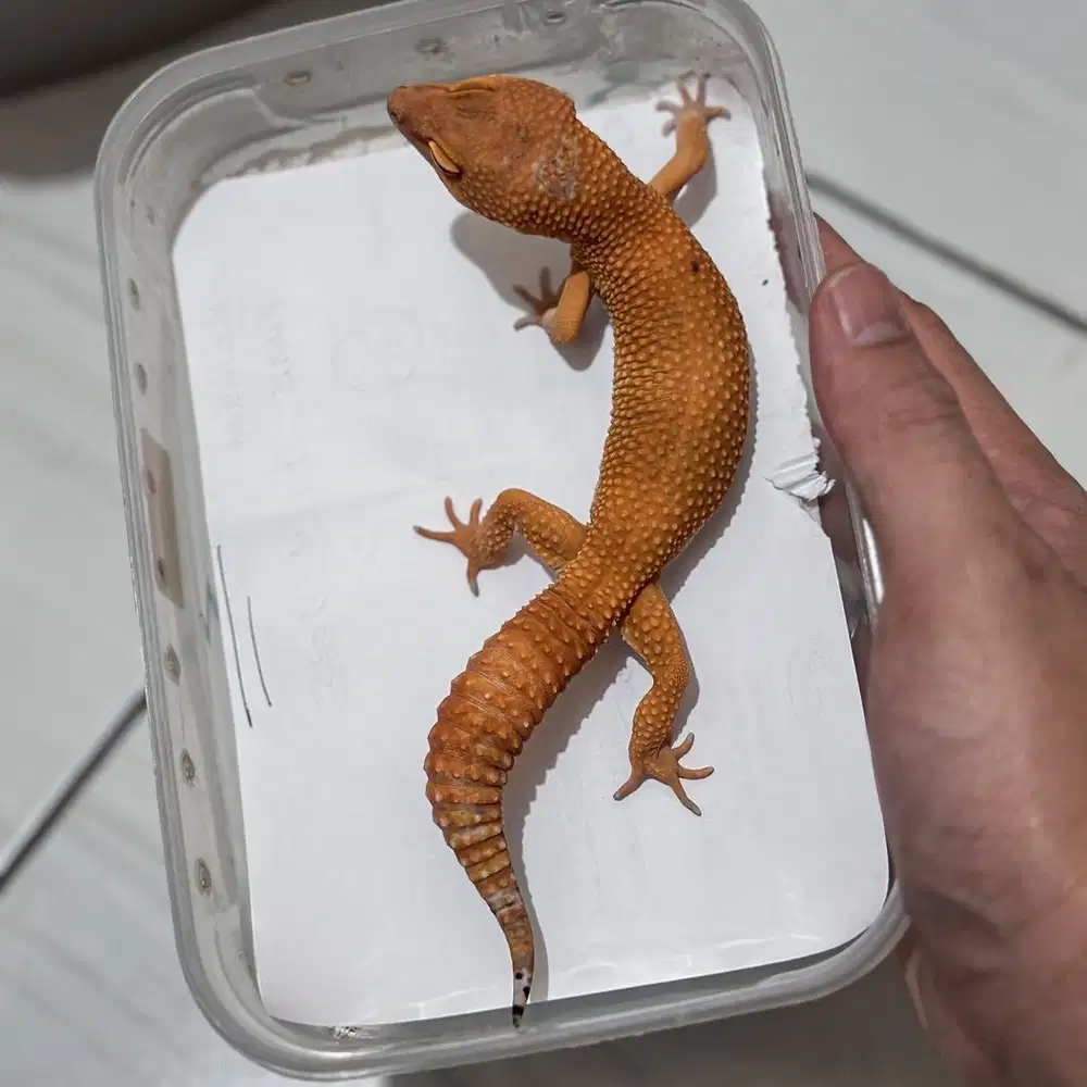 GECKO SHTCTB JANTAN