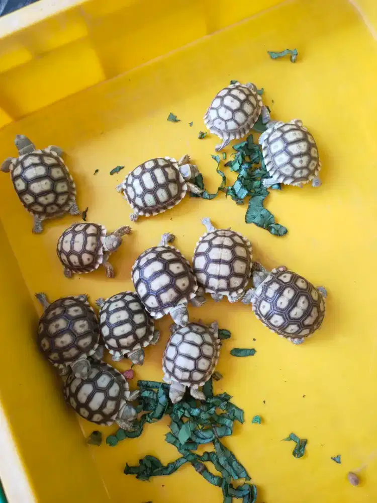 baby sulcata 5-6cm, sehat makan rakus warna cerah