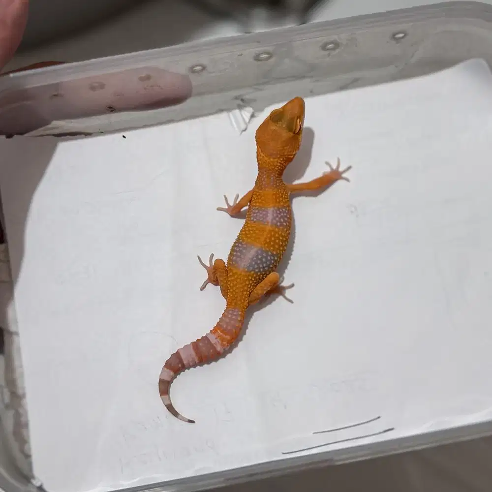 GECKO SUNGLOW JANTAN