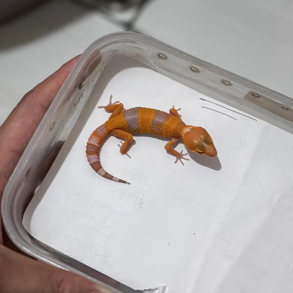 GECKO SUNGLOW JANTAN