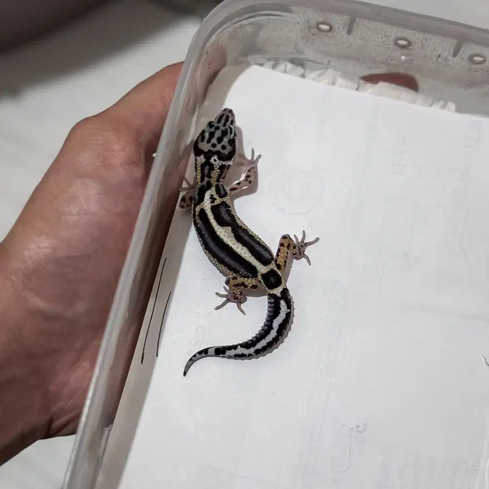 GECKO MACKSNOW BOLD STRIPE JANTAN