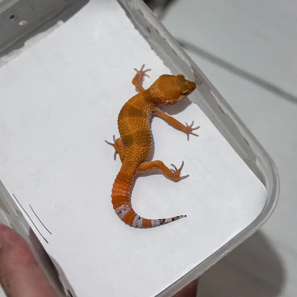 GECKO SHTCTB JANTAN