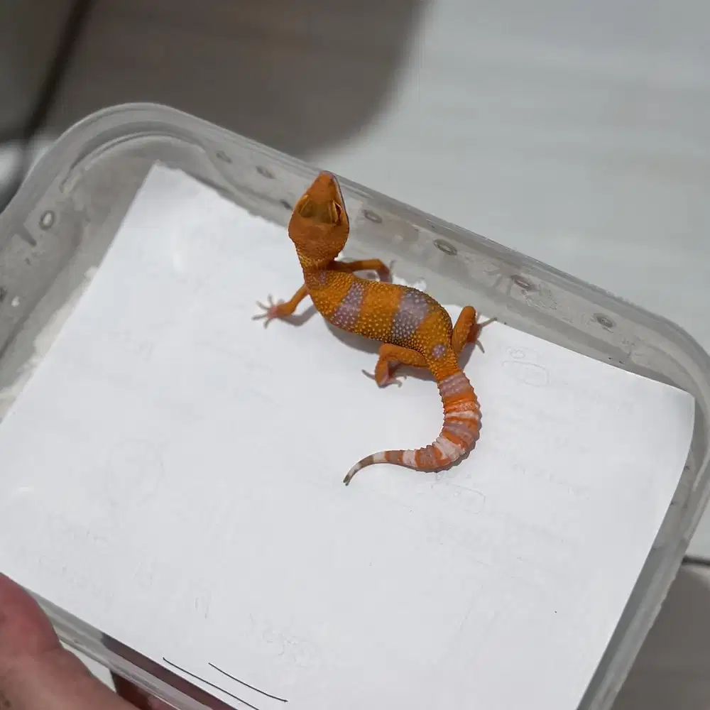 GECKO SUNGLOW JANTAN