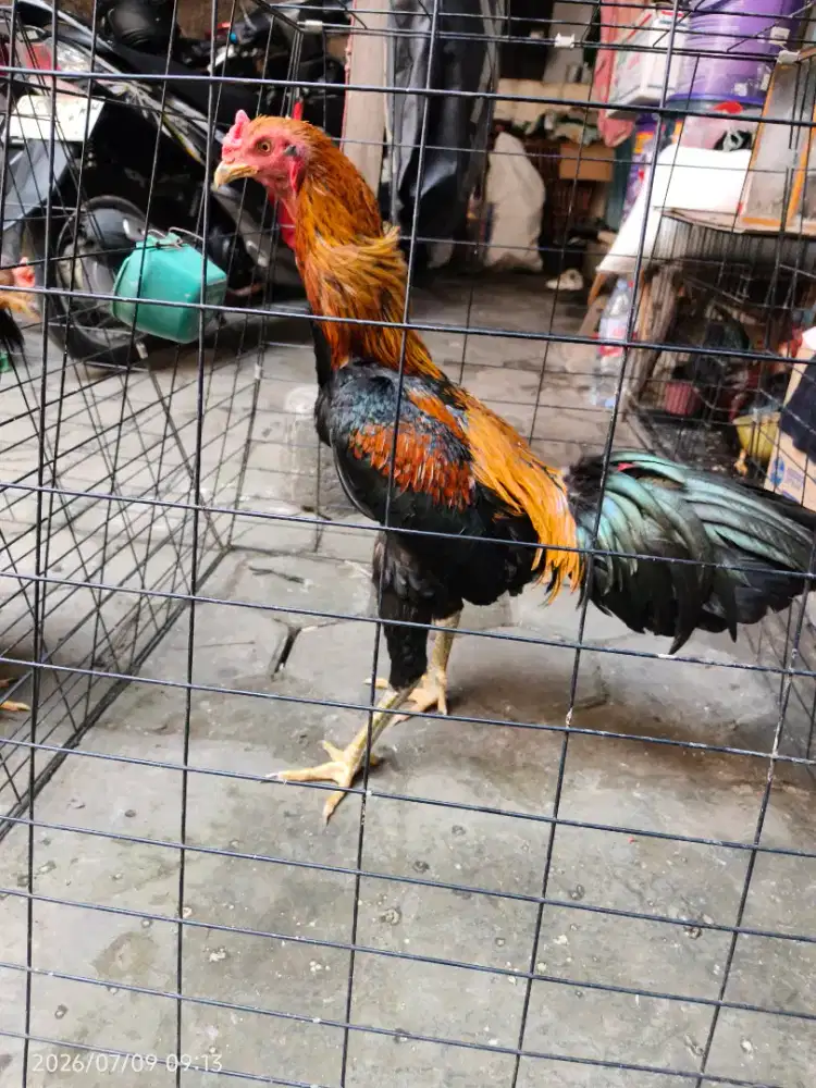 Ayam Bangkok X kampung ukuran gede
