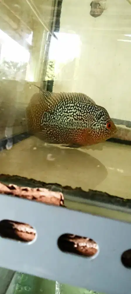 Louhan female f3