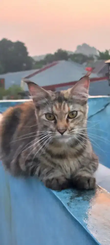 Mainecoon Female 10 bulan pure non ped