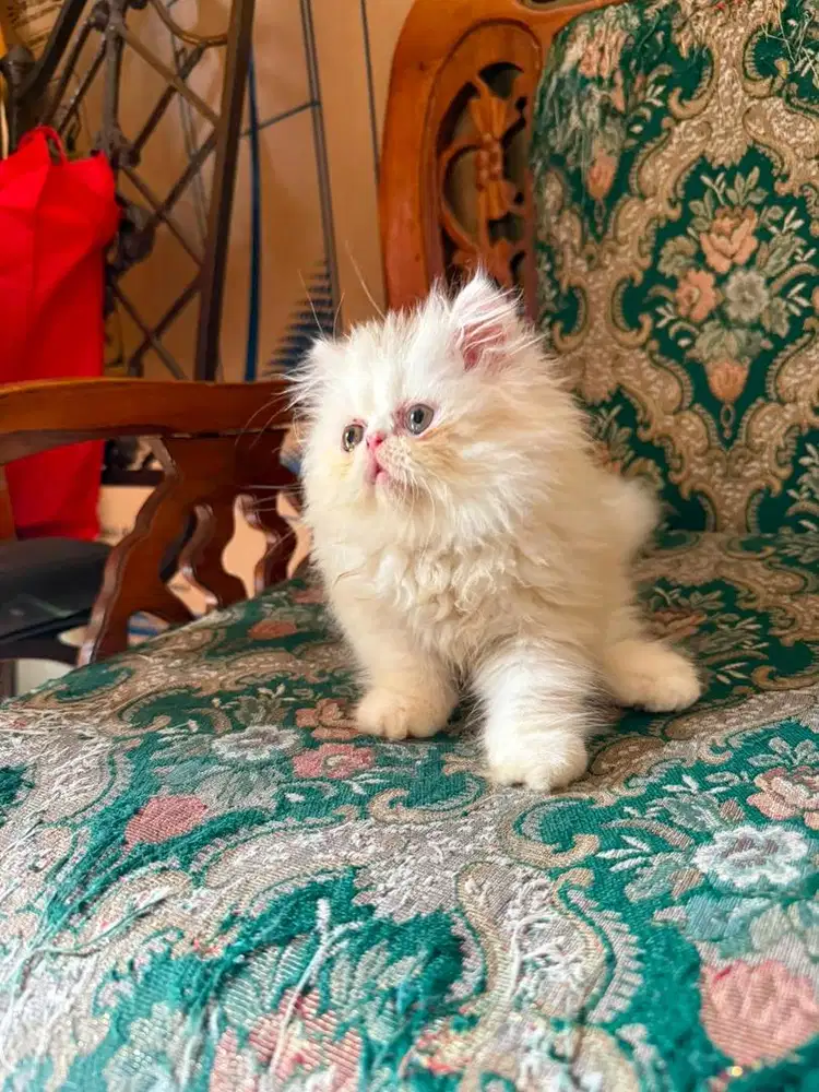 Open Adopt Kucing Peaknose