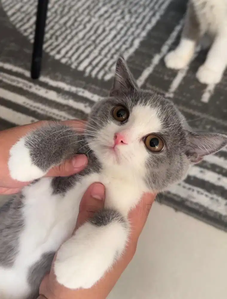 British shorthair pure