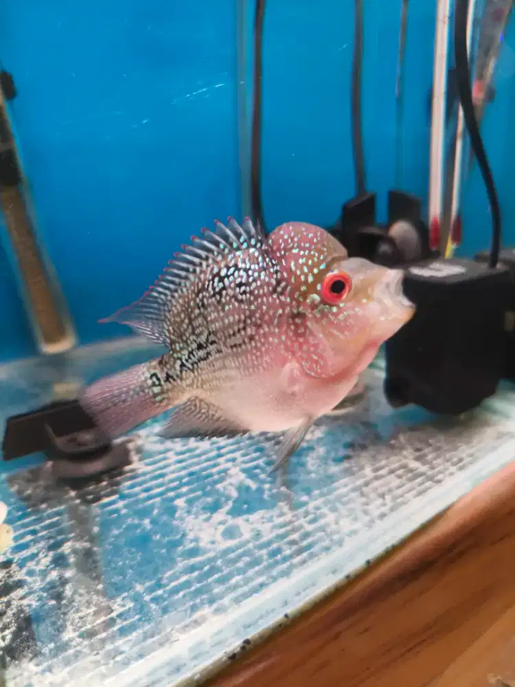 Ikan Louhan SRD (Ukrn.9-10 cm)
