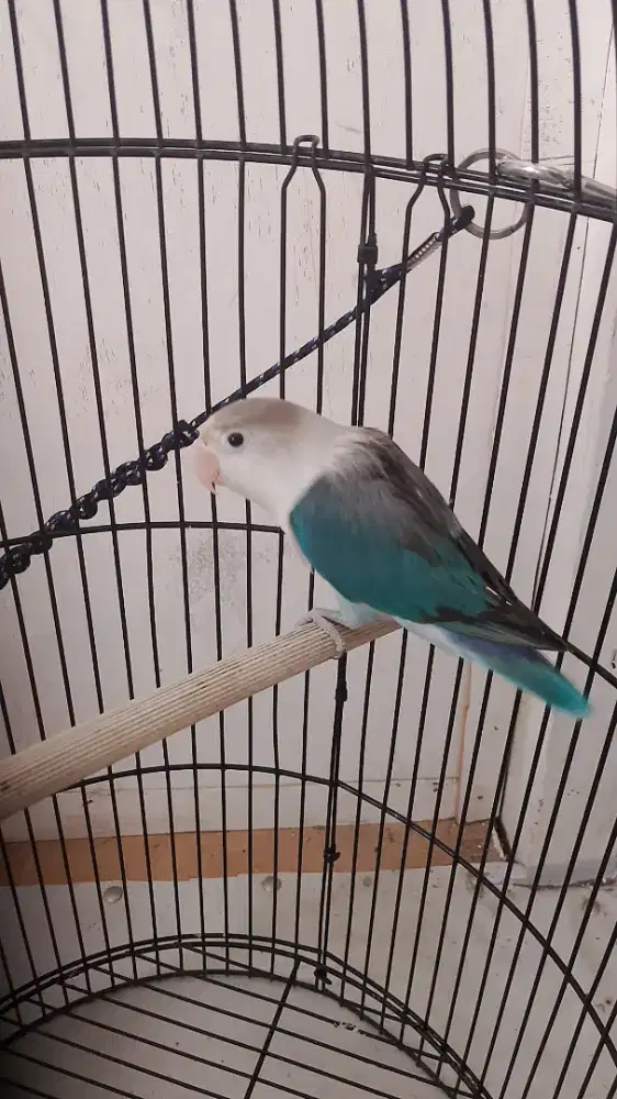 burung lovebird
