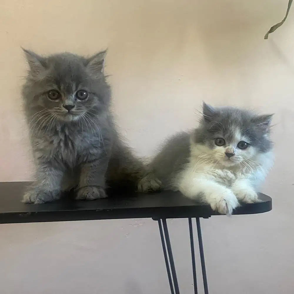 Kucing kitten BSH mix