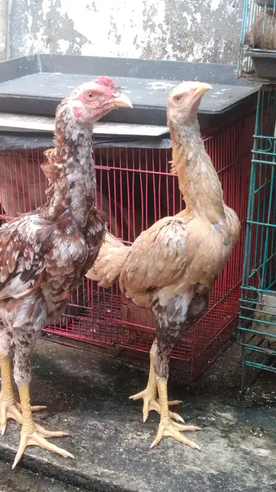 ayam BK klasik x mangon