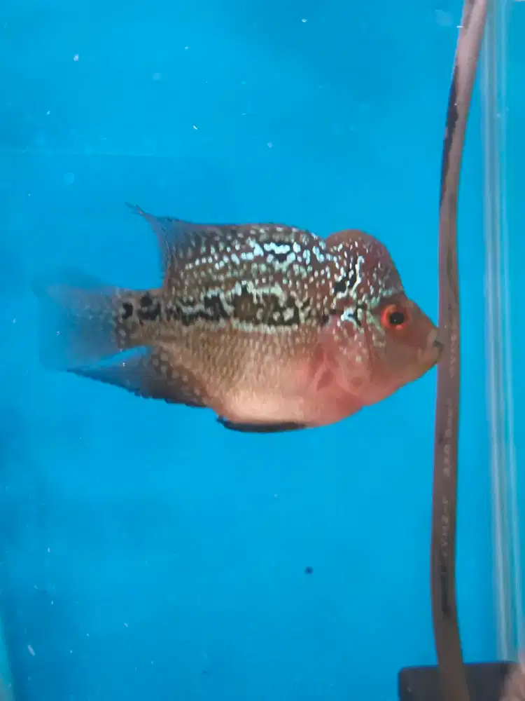 Ikan Louhan SRD Short Body (Ukrn.6-7 cm)
