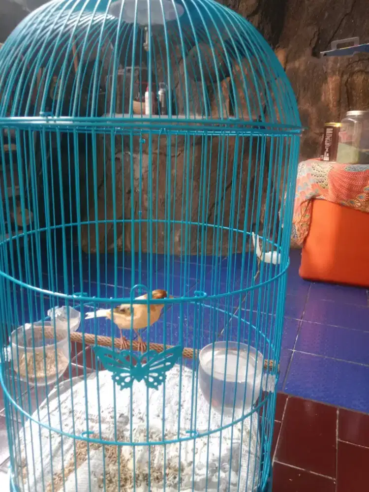 Burung kenari gacoran