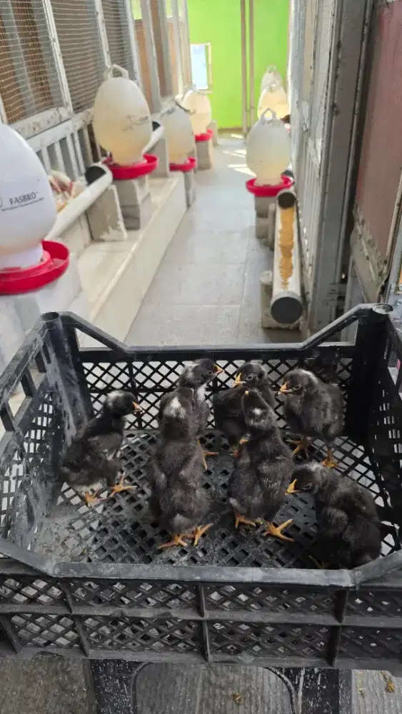 Anak Ayam Barredrock