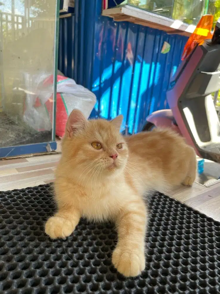 Kitten Jantan Persia Medium mix Exo