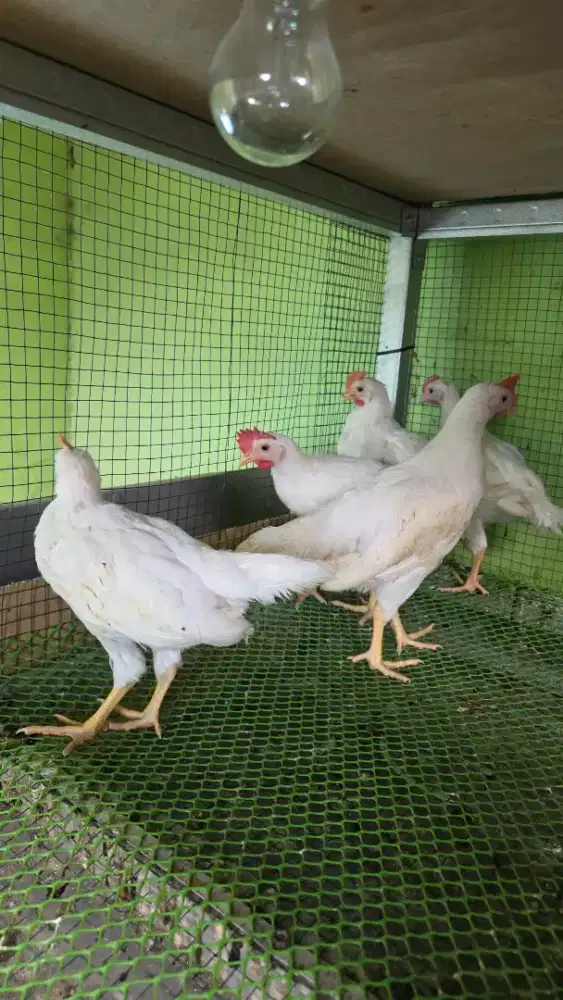Anak Ayam White Leghorn