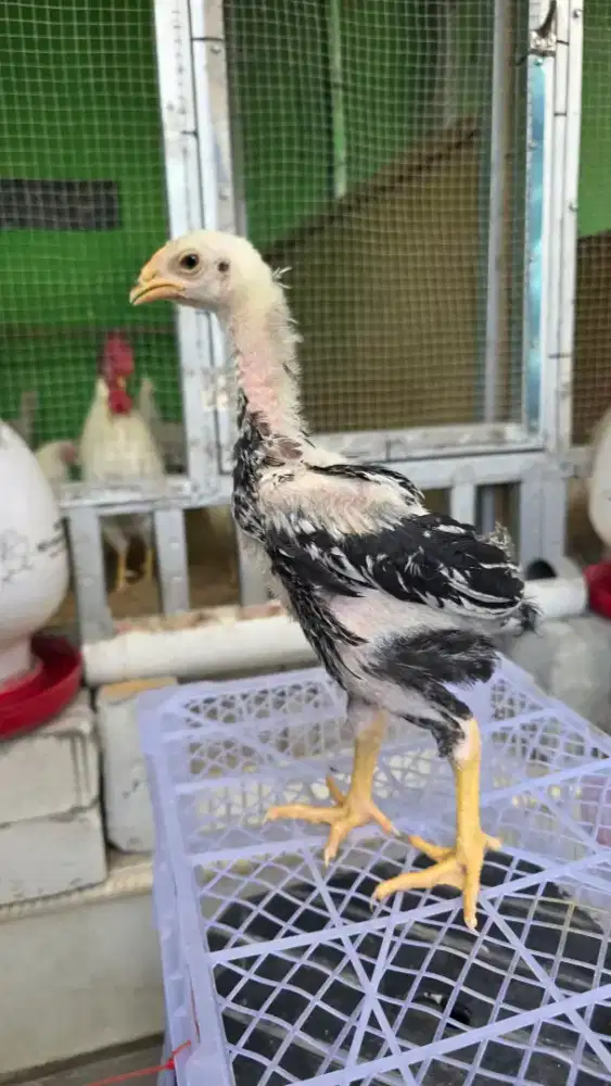 Anak Ayam Indio Gigante