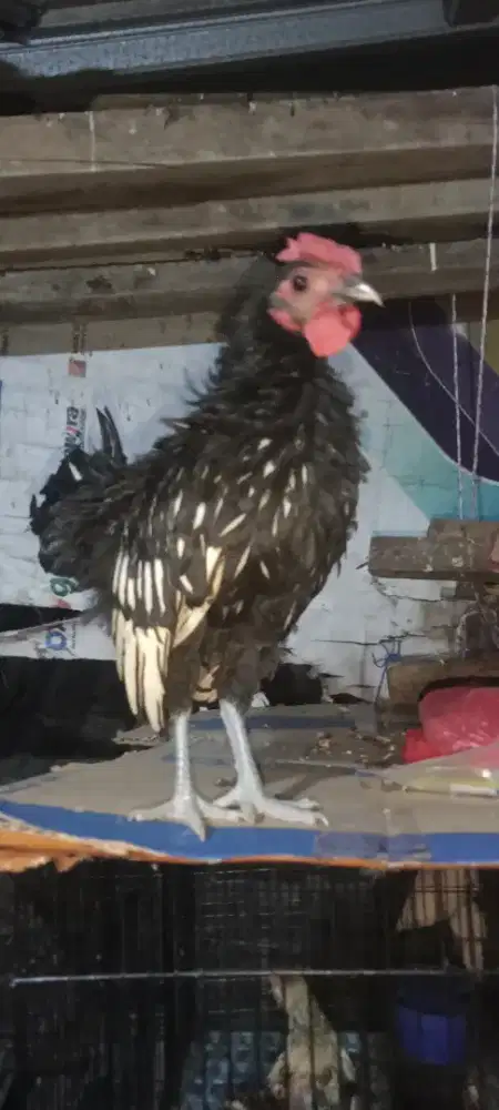 Ayam batik remaja