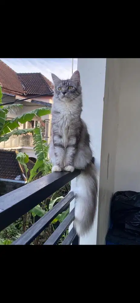 Kucing mainecoon