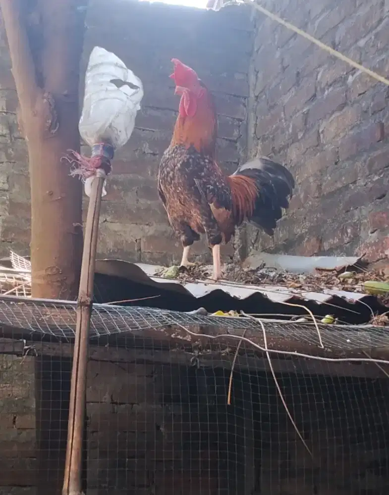 Ayam Hias Jago Kate Kembar Sule gacorr