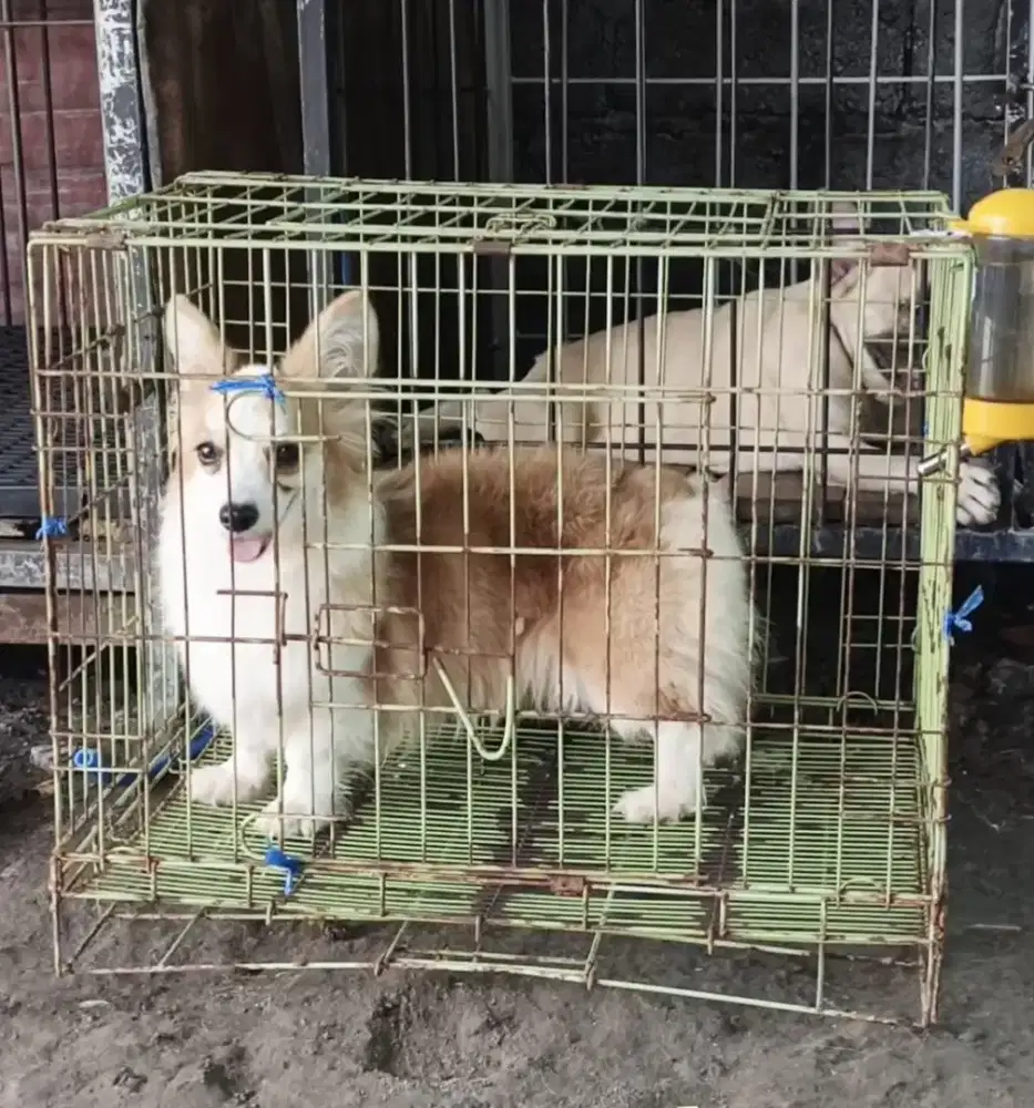 Anjing welsh Corgi Female