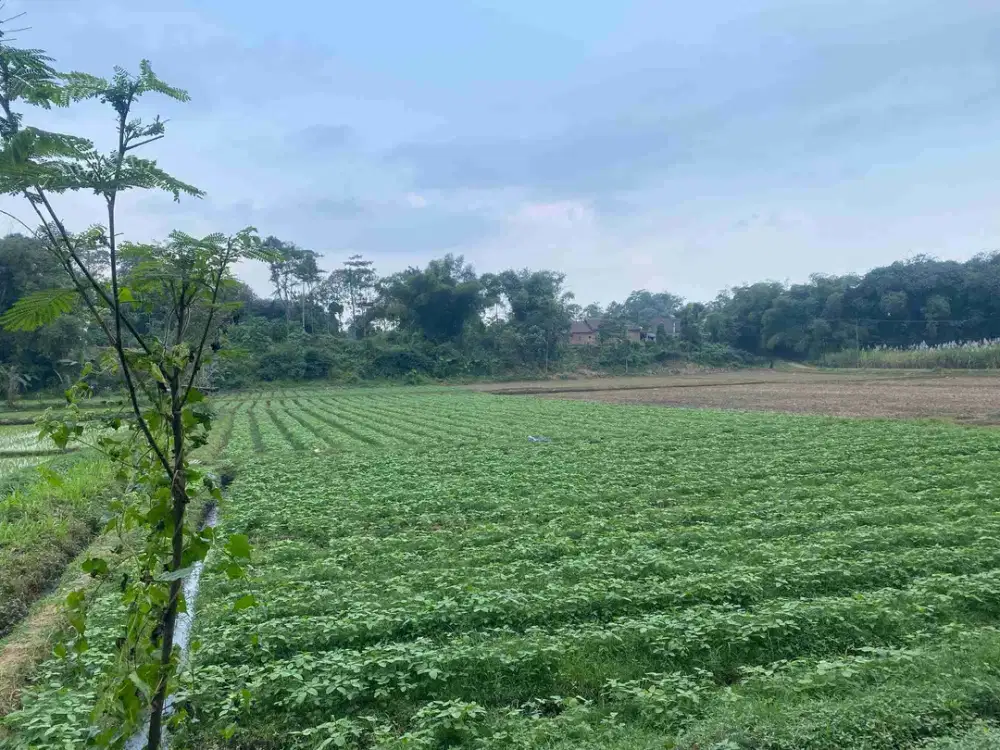 JUAL Tanah Pertanian dan Pekarangan Wajak