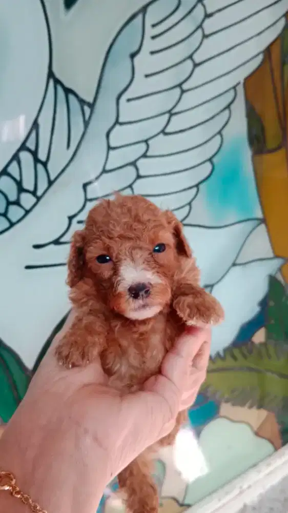 Red Toy Poodle Female