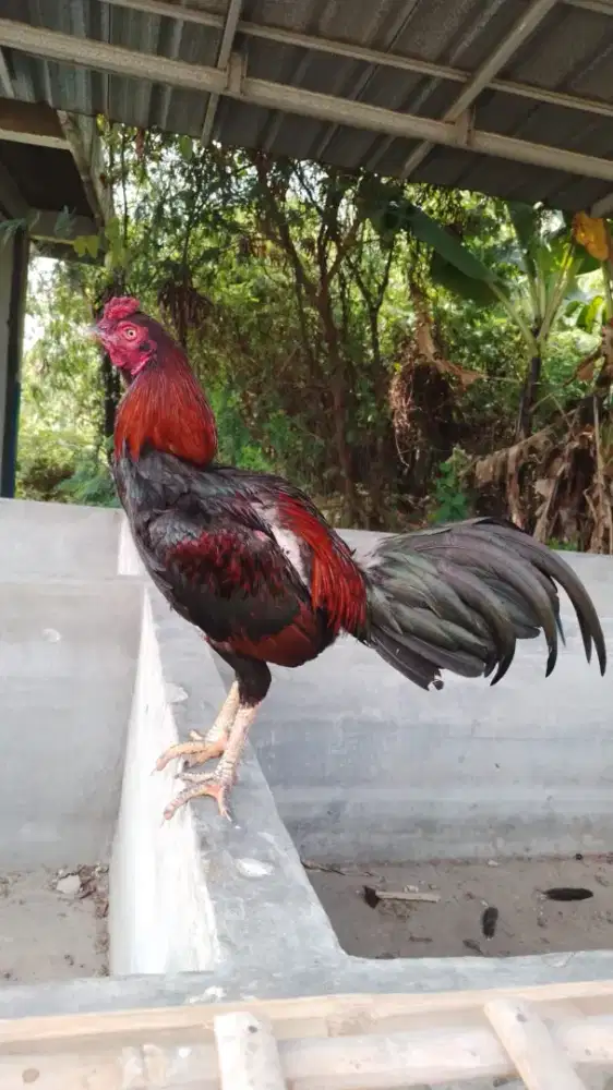 Jual ayam muda berbakat ,pukul jalu