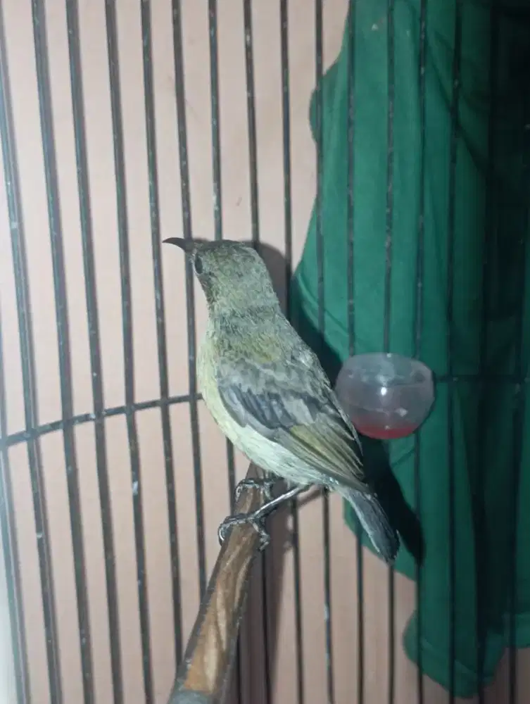 Burung ko nin trotol jantan rajin bunyi masteran kacer