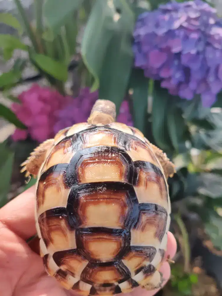 Marginata (Testudo Marginata) 8-9cm