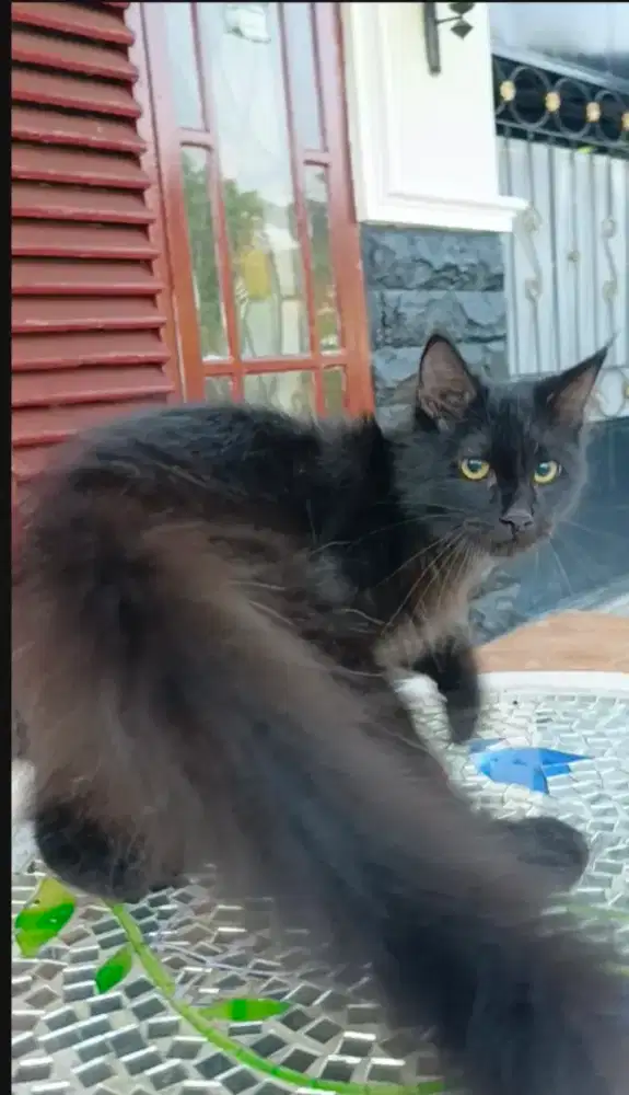 Kucing mainecoon