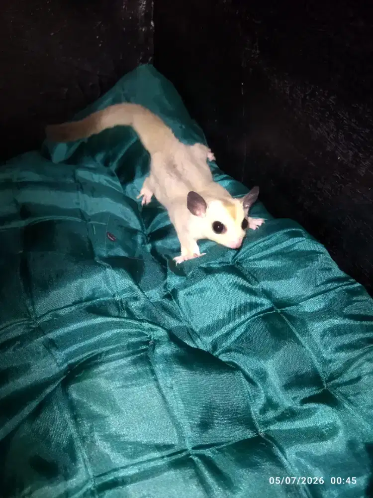 sugar glider platinum