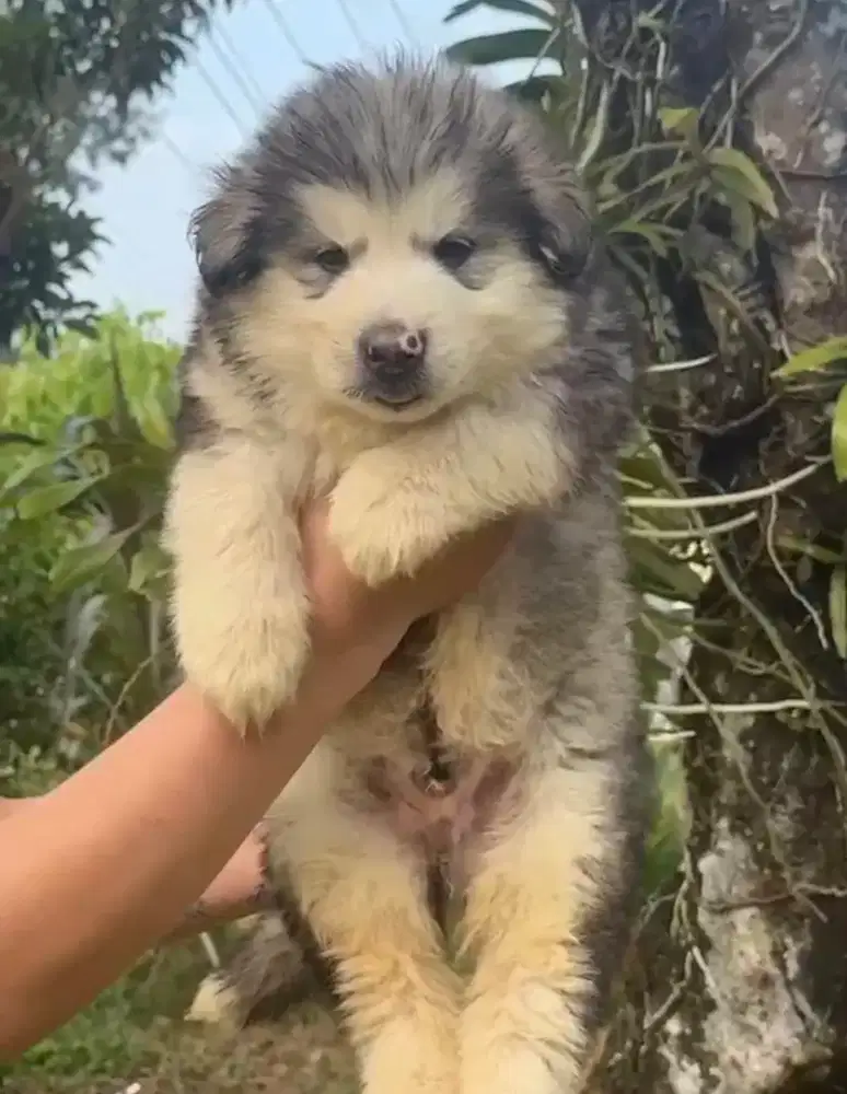 Alaskan Malamute