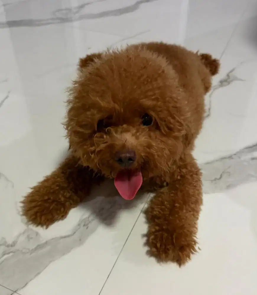 TOY POODLE UMUR 1 TAHUN SUDAH FULL VAKSIN