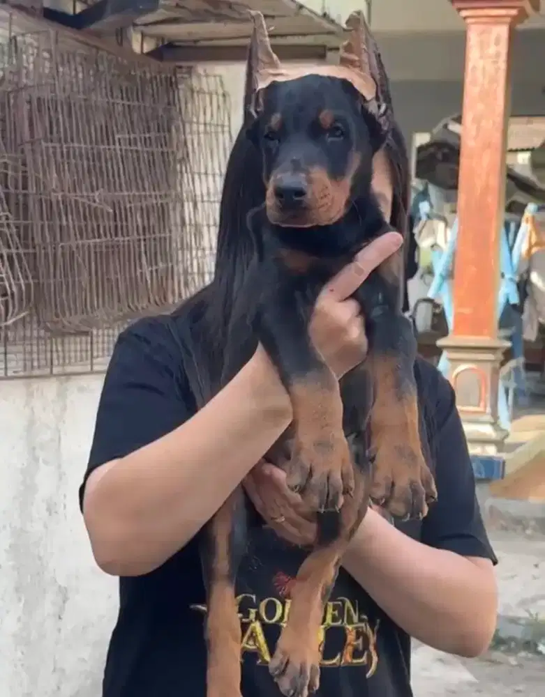 Dobberman puppy