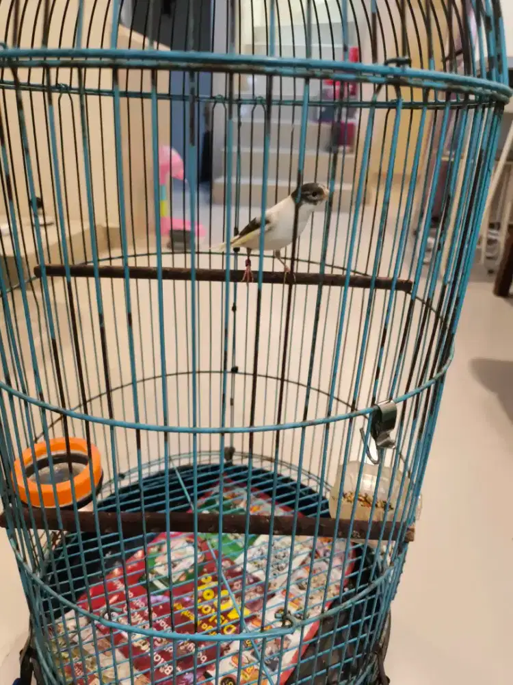 Burung kenari loper panda gacor body panjang kaki jingkring fullset