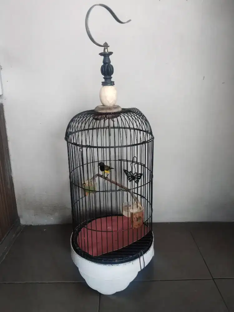 Jual burung masteran buty rajin miara dri trotol tingal gantung aj