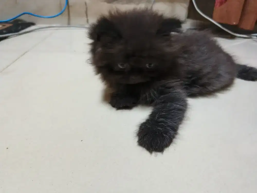 Kitten persia jantan