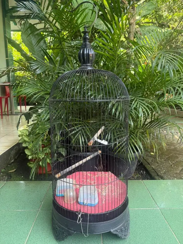 Kandang lovebird