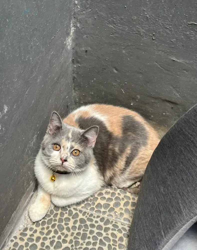 Kucing bsh british short hair british shorthair