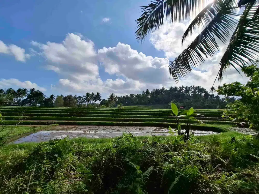 di jual tanah kebun manggis langka dan  subur dengan view sawah terasering yang menggelingi lahan