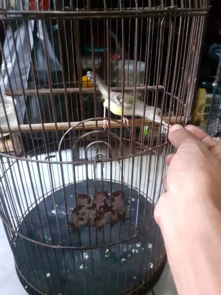 Cisem muda PURTOT di BSD