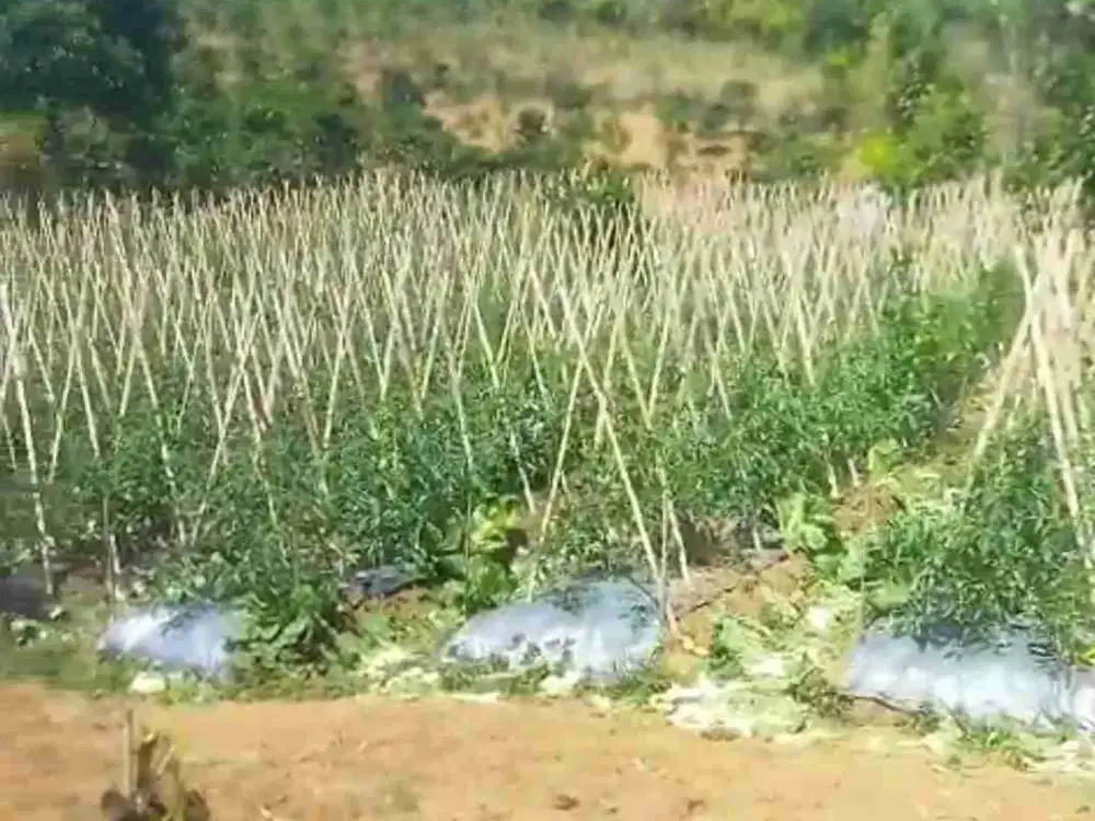 Jual tanah kebun Pangalengan Luas 1 hektar lebih