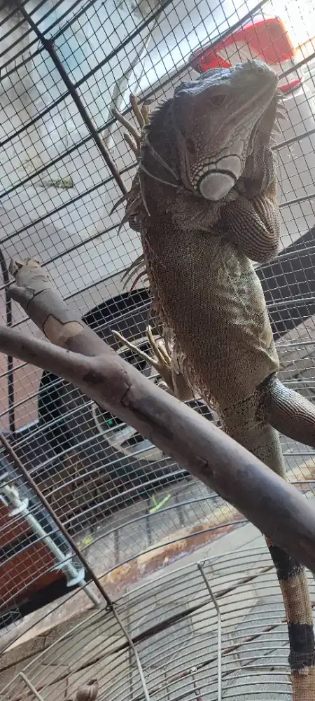 Green colombian Iguana - dewasa