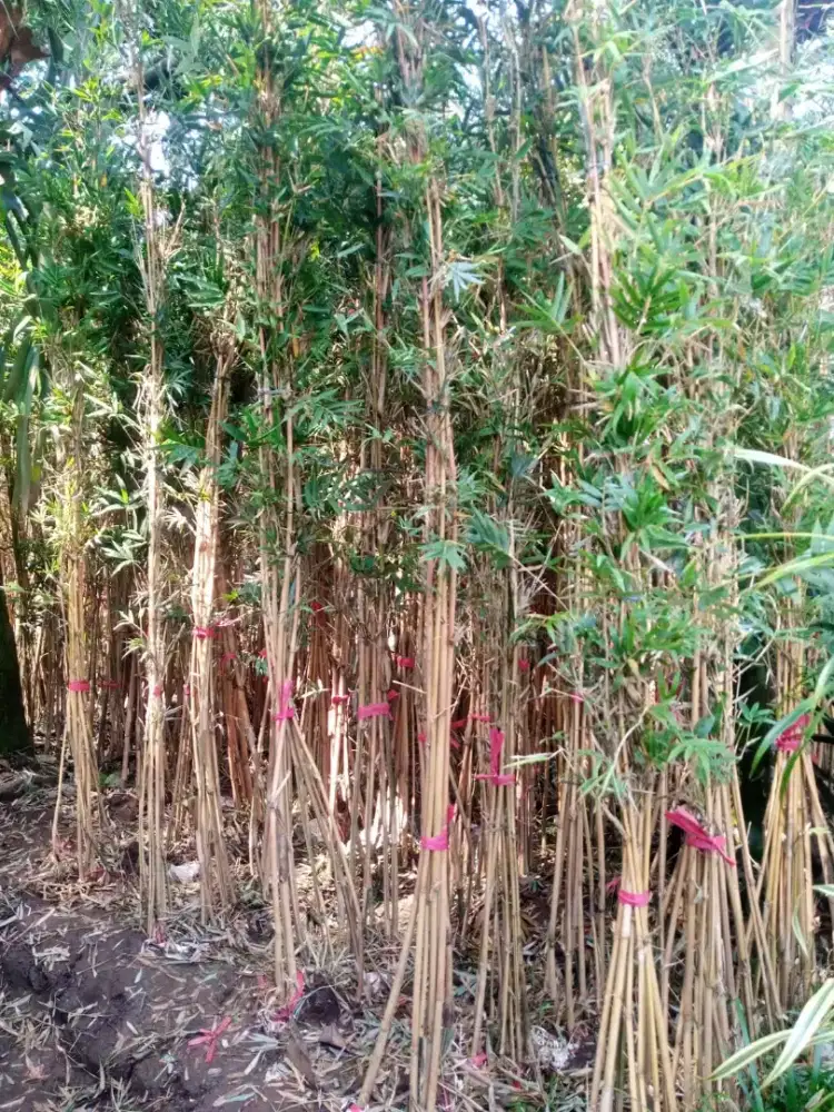 jual bambu kuning celisik cina/ pringondani