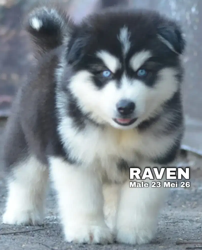 Siberian husky hitam jantan HQ •RAVEN•
