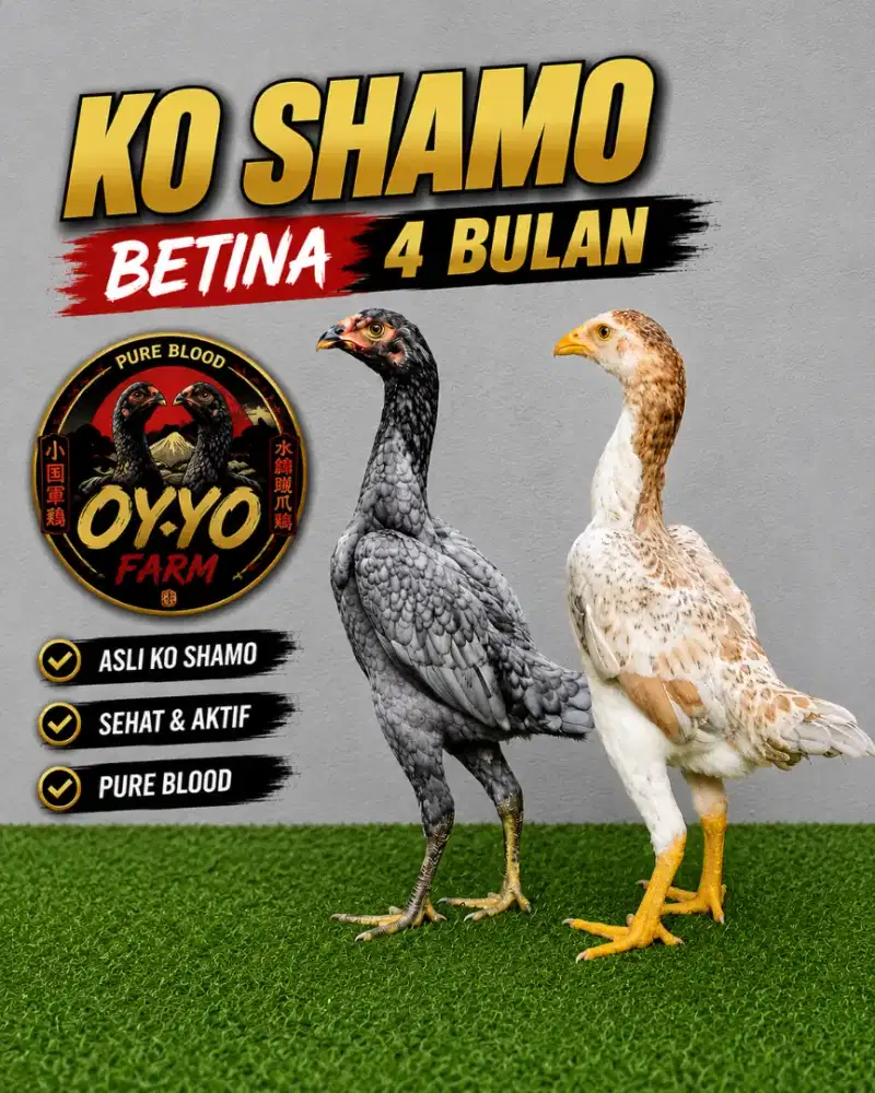 Ko shamo mini jepang betina