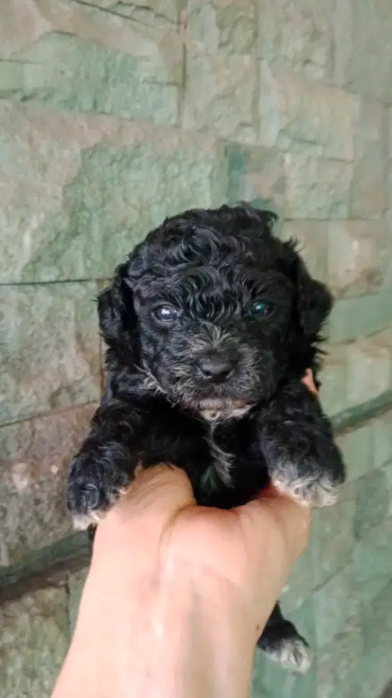 Toy Poodle Black