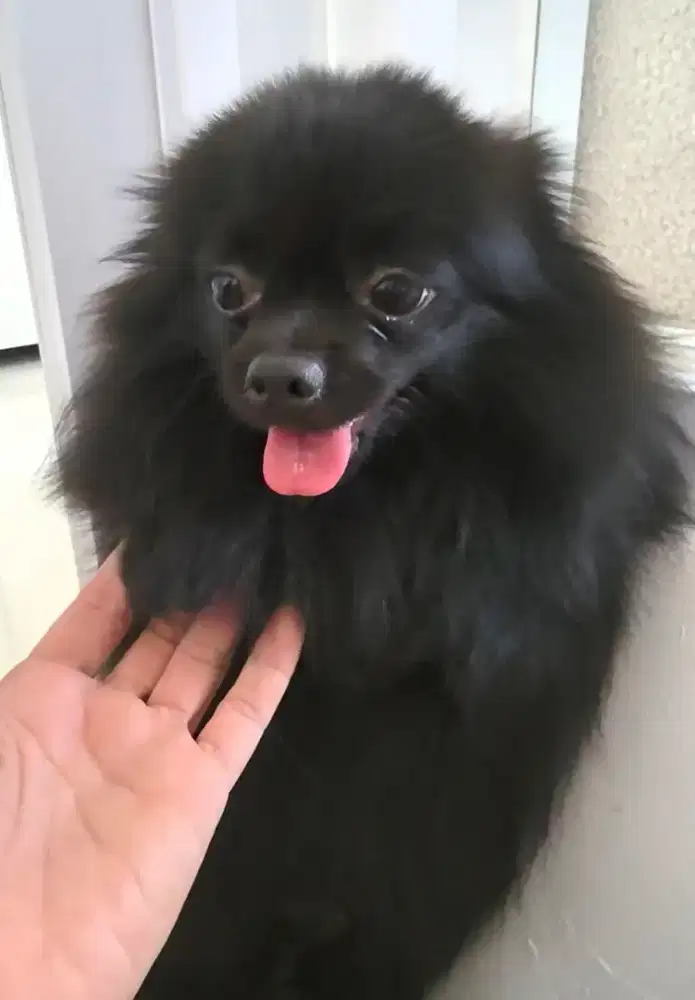 Anjing minipom/pomeranian